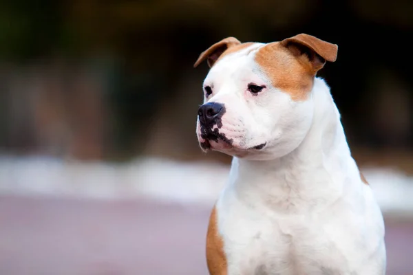 American Staffordshire Terrier Köpeği — Stok fotoğraf