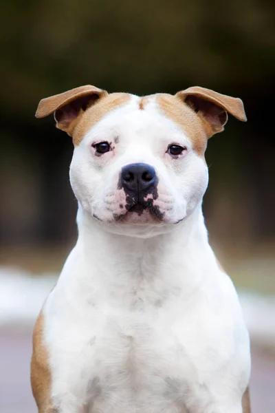 American Staffordshire Teriér Pes Venkovní — Stock fotografie