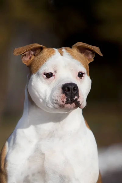 American Staffordshire Terrier Hond Buiten — Stockfoto