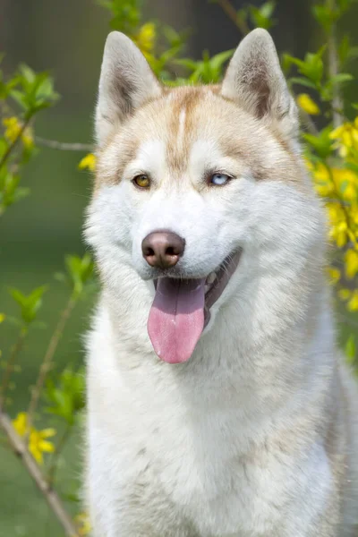 Schattige Siberische Husky Hond Buiten — Stockfoto