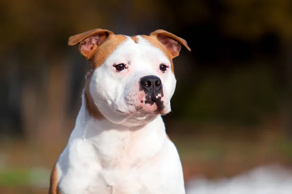 American Staffordshire Terrier Hond Buiten — Stockfoto