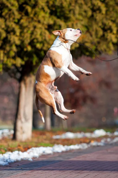 アメリカン スタッフォードシャー テリア犬屋外 — ストック写真
