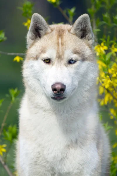 Entzückender Sibirischer Husky Hund Freien — Stockfoto