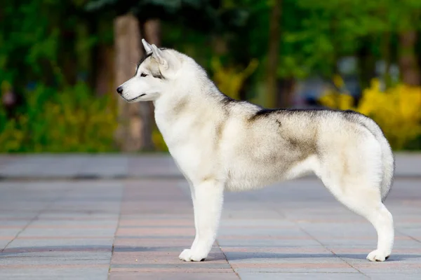 愛らしいシベリアのハスキー犬屋外 — ストック写真