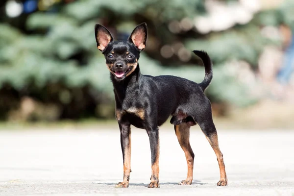 Netter Hund Chihuahua Freien — Stockfoto