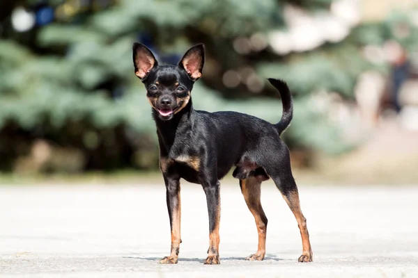 かわいい犬Chihuahua屋外 — ストック写真