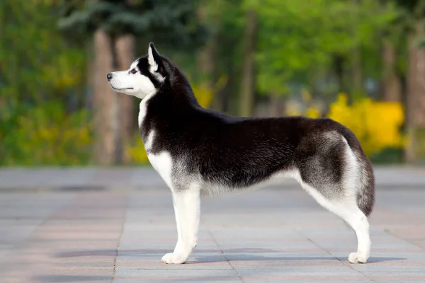 Adorable Perro Husky Siberiano Aire Libre —  Fotos de Stock