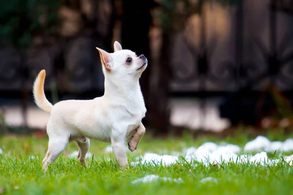 Cute Pies Chihuahua Zewnątrz — Zdjęcie stockowe