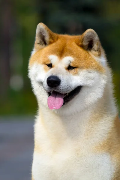 Akita Inu Junger Hund Freien — Stockfoto