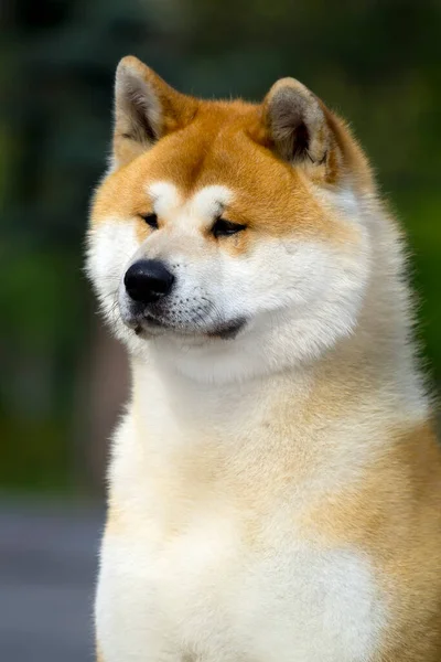 Akita Inu Genç Köpek Açık Havada — Stok fotoğraf