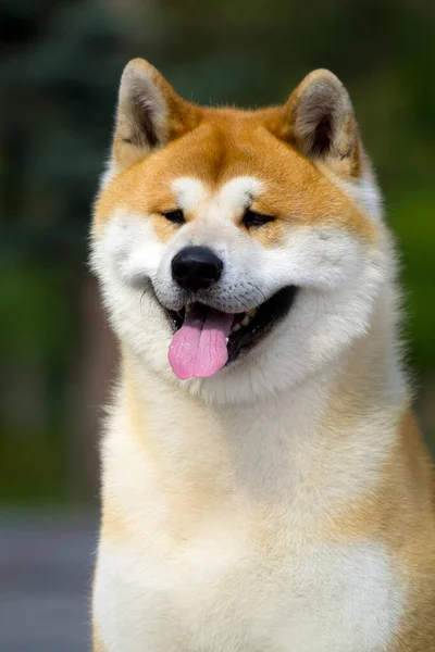 Akita Inu Young Dog Outdoors — Stock Photo, Image