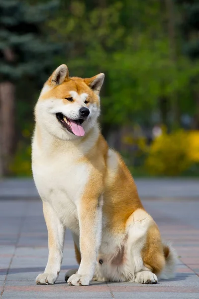 Akita Inu Cão Jovem Livre — Fotografia de Stock