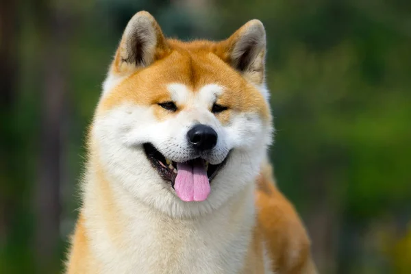 Akita Inu Cão Jovem Livre — Fotografia de Stock