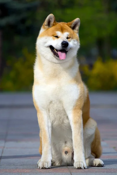 Akita Inu Young Dog Outdoors — Stock Photo, Image