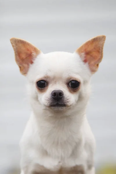 Cute Pies Chihuahua Zewnątrz — Zdjęcie stockowe
