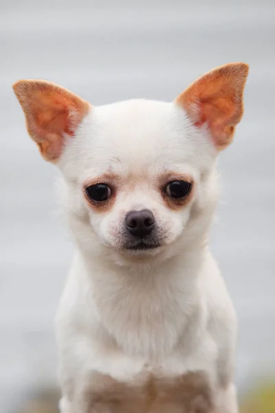 Cute Dog Chihuahua Outdoors — Stock Photo, Image