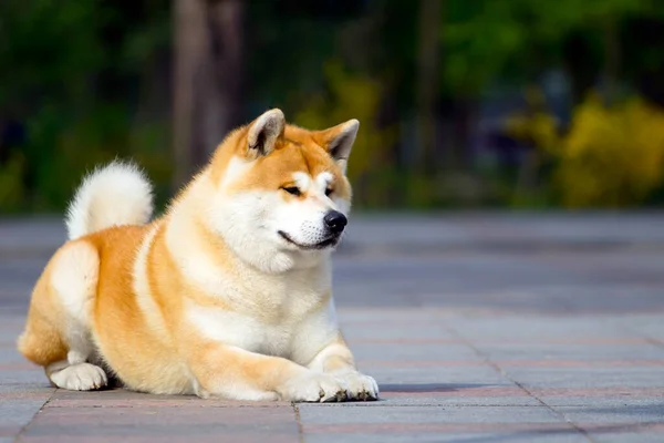 Akita Inu Νεαρό Σκύλο Εξωτερικούς Χώρους — Φωτογραφία Αρχείου