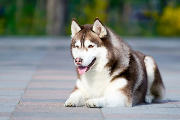 Αξιολάτρευτο Σκυλί Husky Σιβηρίας Εξωτερικούς Χώρους — Φωτογραφία Αρχείου