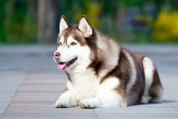 可爱的西伯利亚哈士奇狗在户外 — 图库照片