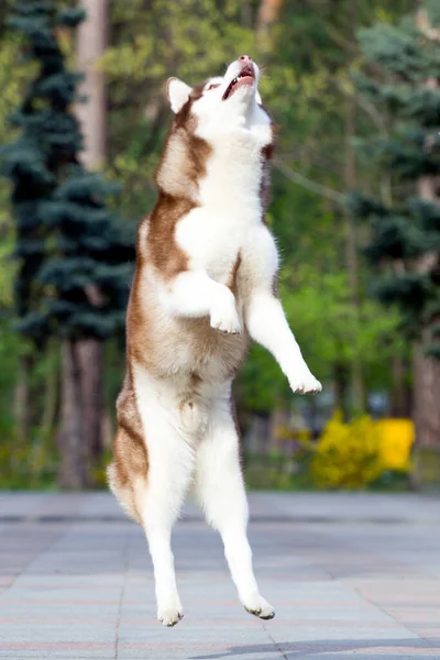 Adorabile Cane Husky Siberiano All Aperto — Foto Stock