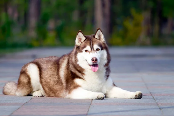 Adorável Cão Husky Siberiano Livre — Fotografia de Stock