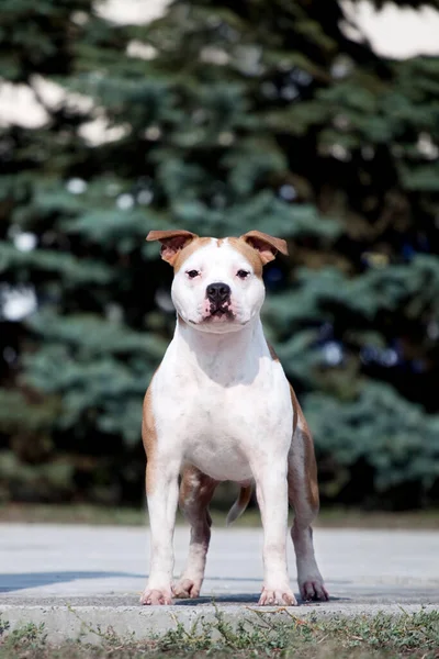 American Staffordshire Terrier Cão Livre — Fotografia de Stock