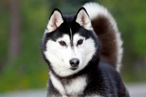 Entzückender Sibirischer Husky Hund Freien — Stockfoto