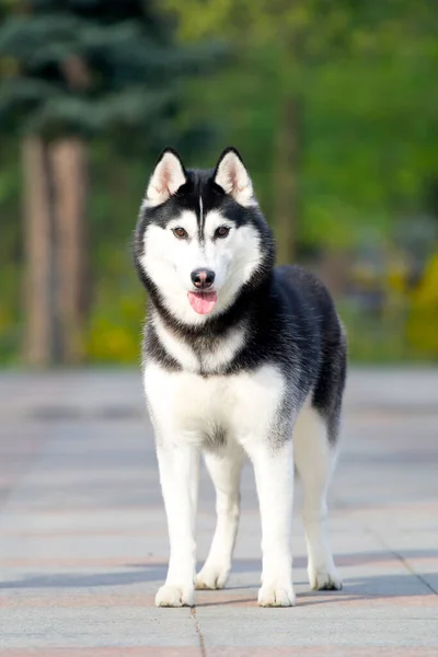 Imádnivaló Szibériai Husky Kutya Szabadban — Stock Fotó