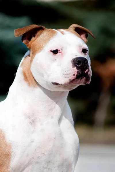 American Staffordshire Terrier Pies Świeżym Powietrzu — Zdjęcie stockowe