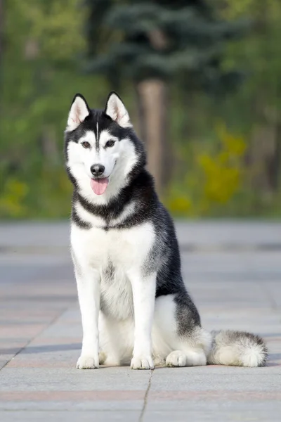 Schattige Siberische Husky Hond Buiten — Stockfoto