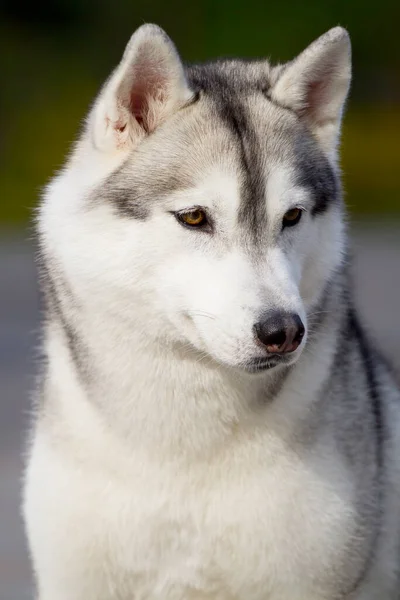 Imádnivaló Szibériai Husky Kutya Szabadban — Stock Fotó