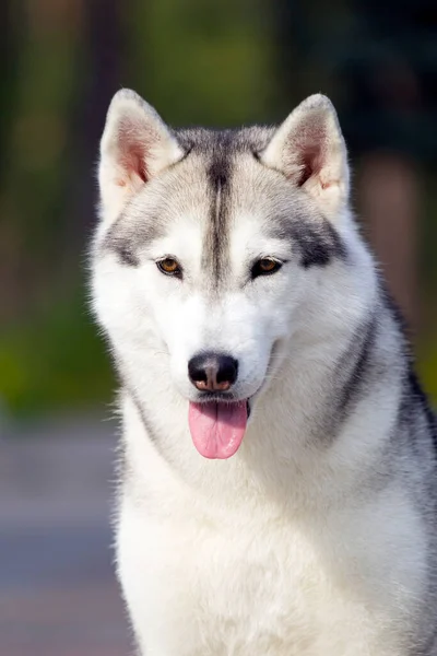 Schattige Siberische Husky Hond Buiten — Stockfoto