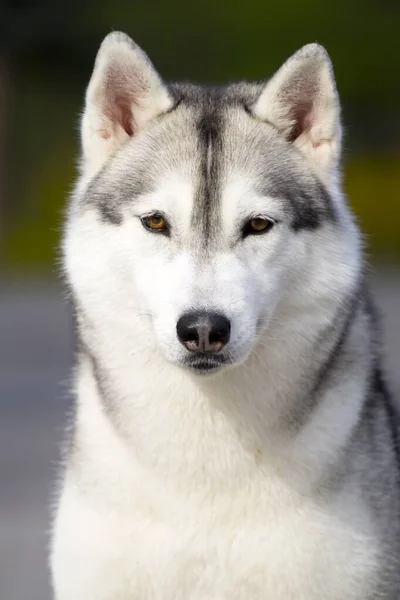 Bedårande Sibirisk Husky Hund Utomhus — Stockfoto