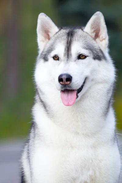 Rozkošný Sibiřský Husky Pes Venku — Stock fotografie