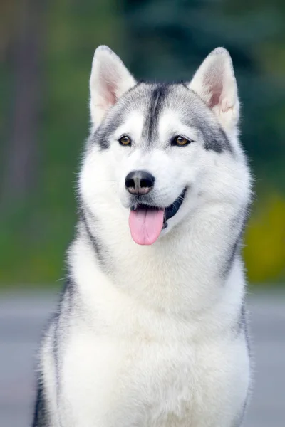 Adorabile Cane Husky Siberiano All Aperto — Foto Stock