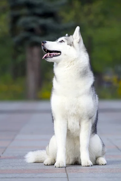 Uroczy Syberyjski Husky Pies Zewnątrz — Zdjęcie stockowe