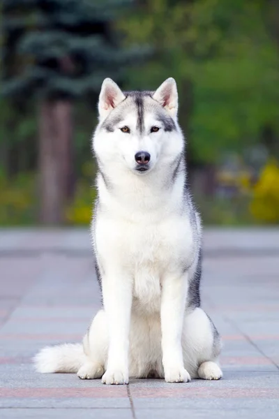 Bedårande Sibirisk Husky Hund Utomhus — Stockfoto