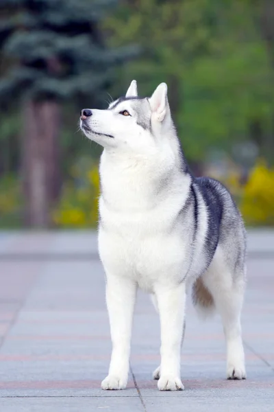 Entzückender Sibirischer Husky Hund Freien — Stockfoto