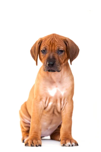 Rhodesian Ridgeback Kutya Kiskutya Elszigetelt Fehér Háttér — Stock Fotó