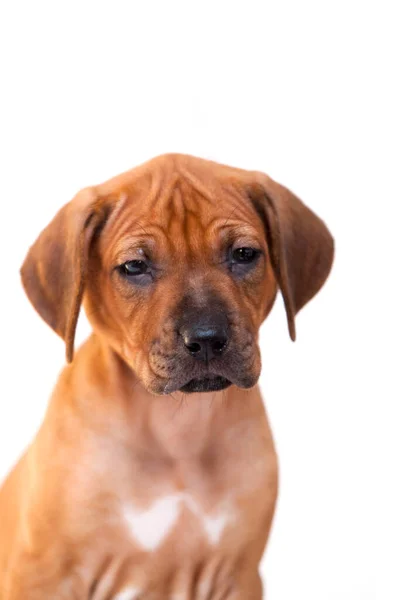 Rhodesian Ridgeback Cachorro Cão Isolado Fundo Branco — Fotografia de Stock