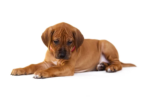 Rhodesian Ridgeback Σκυλάκι Απομονωμένο Λευκό Φόντο — Φωτογραφία Αρχείου