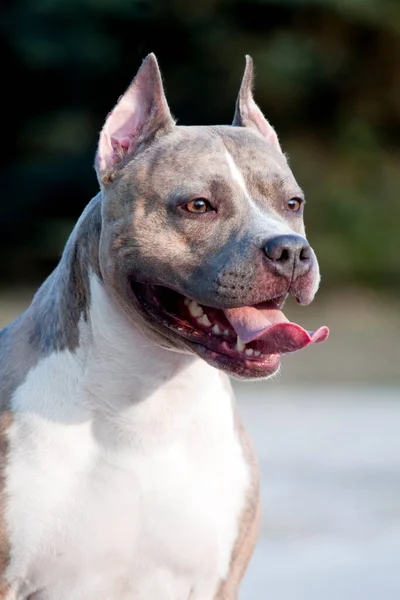 American Staffordshire Terrier Perro Aire Libre —  Fotos de Stock