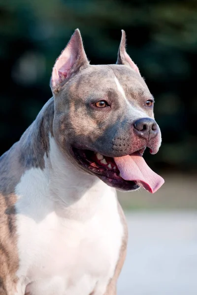 American Staffordshire Terrier Hund Freien — Stockfoto