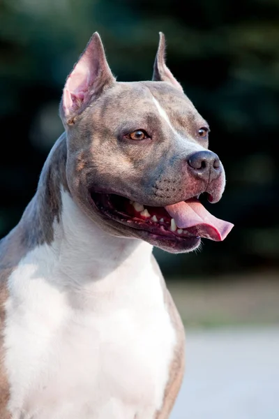 American Staffordshire Terrier Pies Świeżym Powietrzu — Zdjęcie stockowe