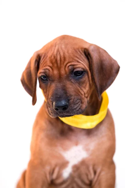 Rhodesian Ridgeback Cachorro Cão Isolado Fundo Branco — Fotografia de Stock