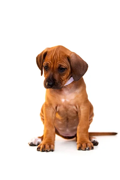 Rhodesian Ridgeback Hond Puppy Geïsoleerd Witte Achtergrond — Stockfoto