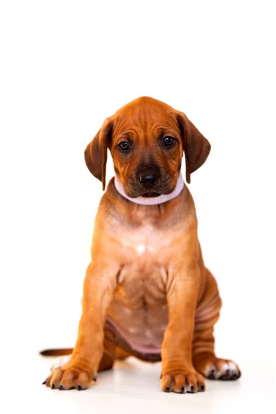 Rhodesian Ridgeback Dog Puppy Isolated White Background — Stock Photo, Image