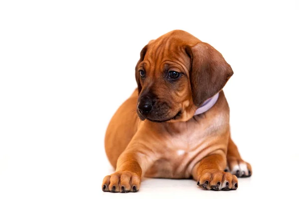 Rhodesian Ridgeback Hond Puppy Geïsoleerd Witte Achtergrond — Stockfoto