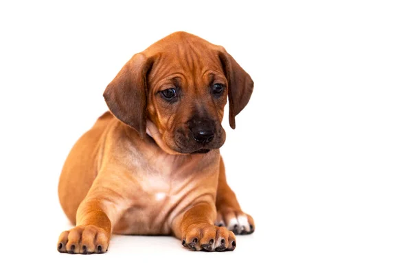 Rhodesian Ridgeback Cachorro Cão Isolado Fundo Branco — Fotografia de Stock