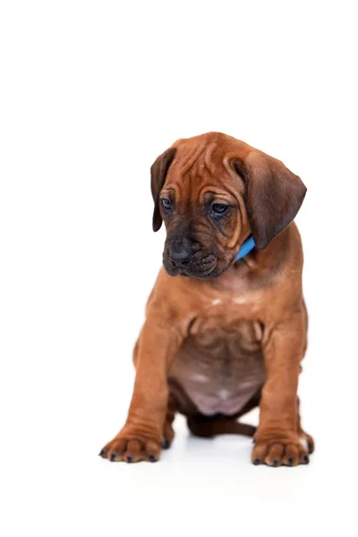 Rhodesian Ridgeback Cachorro Cão Isolado Fundo Branco — Fotografia de Stock